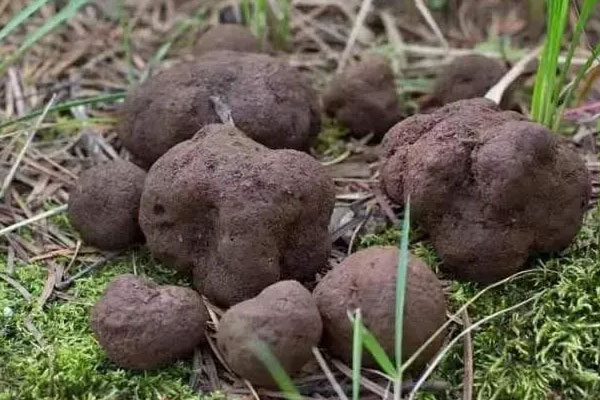 黑松露能抗癌嗎，肝硬化可以吃黑松露嗎