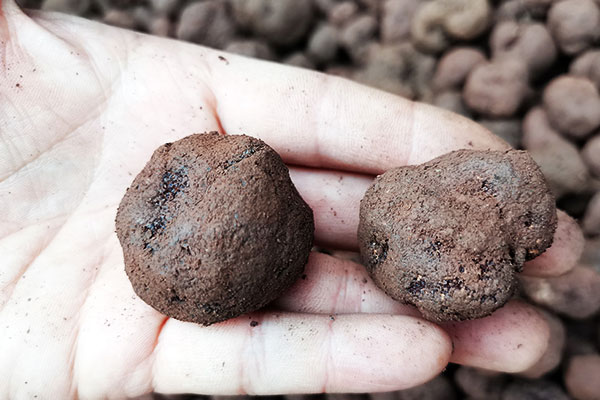 松露魷魚干排骨湯的食用禁忌 松露魷魚干排骨湯的食用禁忌