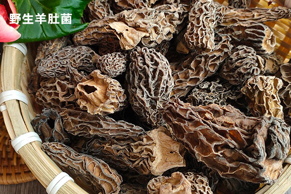 干羊肚菌可以放在冰箱保存嗎，羊肚菌能人工養(yǎng)殖嗎