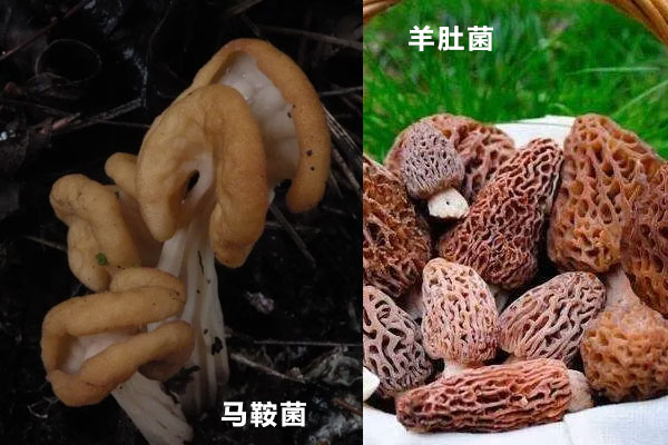 馬鞍菌和羊肚菌的不同 馬鞍菌和羊肚菌的不同