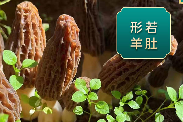 來大姨媽能吃羊肚菌嗎，干羊肚菌需要泡發(fā)嗎