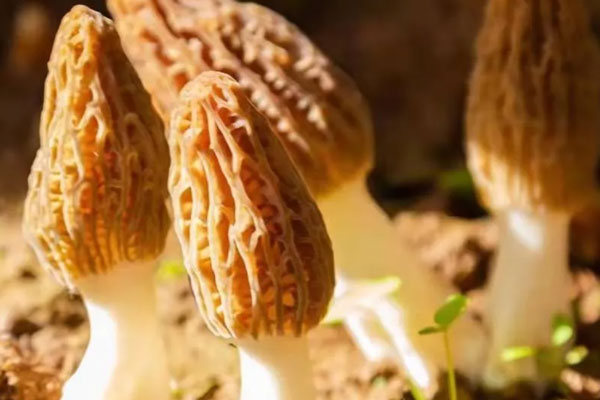 我國有多少種羊肚菌屬物種 我國有多少種羊肚菌屬物種