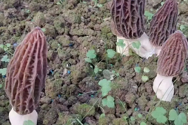 羊肚菌一般多少錢，小孩吃羊肚菌會(huì)早熟嗎