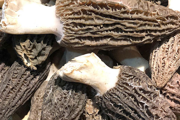 國內(nèi)外對(duì)人工種植羊肚菌的研究 國內(nèi)外對(duì)人工種植羊肚菌的研究
