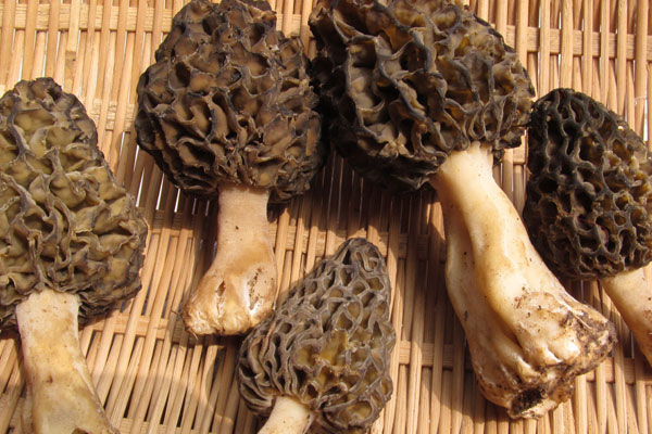 羊肚菌是補什么的，排骨燉羊肚菌還能放什么菜