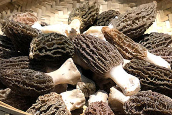 羊肚菌鮑魚菠蘿飯?jiān)趺醋龊贸? /></div>
<h2>
一、羊肚菌鮑魚菠蘿飯?jiān)趺醋龊贸?/h2>
<div>
食材準(zhǔn)備:新鮮羊肚菌、鮑魚、菠蘿、米飯、肉末、蒜、姜、蔥、鹽、淀粉、醬油、黃油、油、雞蛋、高湯、熟果仁</div>
<h3>
做法步驟:</h3>
<div>
1、新鮮羊肚菌清洗干凈,瀝干水分;肉末放入適量鹽、淀粉、醬油攪拌均勻,分三次加入適量姜蔥水,然后一個(gè)方向攪拌肉餡,最后放入適量油,也是一個(gè)方向攪拌均勻,將肉餡小心翼翼的裝入羊肚菌內(nèi);</div>
<div>
</div>
<div>
2、鮑魚去肚腸,洗凈瀝干,用刀片出紋理,這樣比較容易熟,鍋中入一塊黃油,鮑魚下鍋煎,正反兩面各煎一分鐘;鍋中入油,下蒜末,倒入醬油爆炒,加入鮑魚炒勻,裝出備用;下入羊肚菌小火慢煎,然后加入適量高湯、鹽燜到收汁,裝出備用;</div>
<div>
</div>
<div>
3、新鮮菠蘿切半,用小刀將其肉挖出,切成1CM大小的丁浸入鹽水,米飯?zhí)崆皽?zhǔn)備好,米飯應(yīng)蒸得稍干一些,這樣制成的炒飯才好吃,鍋中熱油,待六成熱時(shí),磕入雞蛋,抄成雞蛋碎,盛出備用;</div>
<div>
</div>
<div>
4、鍋內(nèi)留底油,加入香米飯,炒勻,往鍋中加入雞蛋碎、菠蘿丁、鹽調(diào)味,將炒好的菠蘿飯盛入碗中,壓緊,然后倒扣在盤子上,放上煎好的鮑魚、羊肚菌,撒上熟果仁即可。<br />
<br />
<img alt= 羊肚菌鮑魚菠蘿飯?jiān)趺醋龊贸? src=