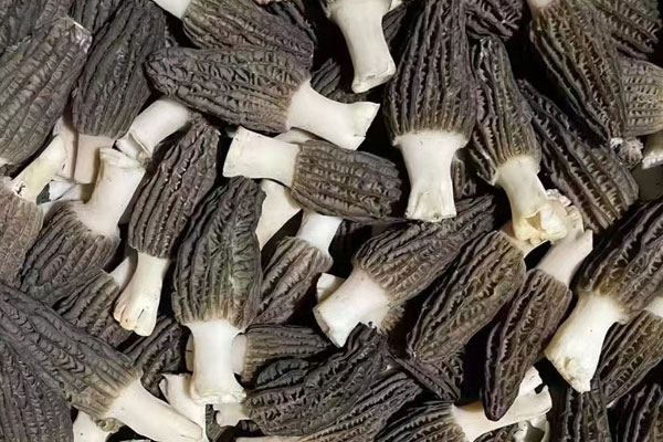 羊肚菌可以預防動脈硬化嗎 羊肚菌可以預防動脈硬化嗎