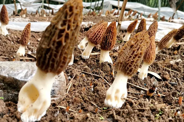 做錐切手術(shù)后可以吃羊肚菌嗎，骨折能喝羊肚菌湯嗎