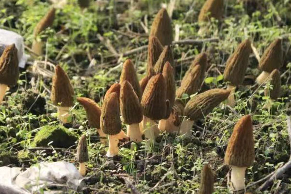 鼻咽癌能吃羊肚菌嗎，冠心病人能吃羊肚菌嗎