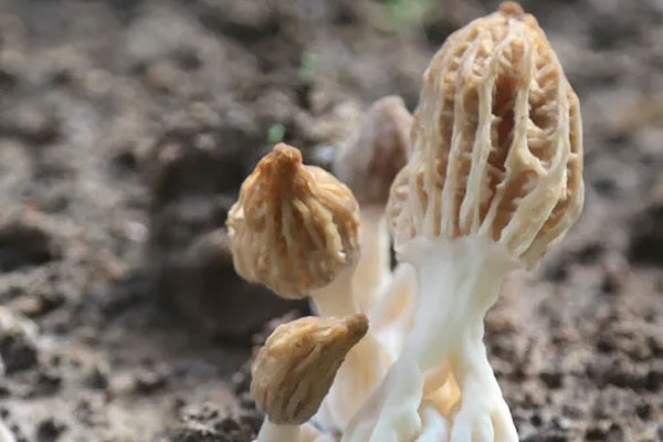 8個月寶寶能吃羊肚菌嗎，1歲可以吃羊肚菌煮粥嗎