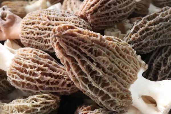 十個(gè)月寶寶可以吃羊肚菌嗎 十個(gè)月寶寶可以吃羊肚菌嗎