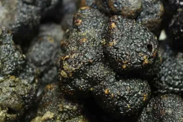 黑松露口蘑披薩的食用禁忌 黑松露口蘑披薩的食用禁忌