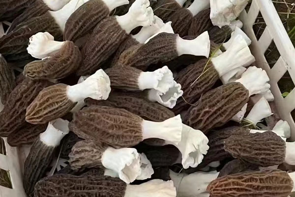 羊肚菌三鮮湯的食用禁忌 羊肚菌三鮮湯的食用禁忌