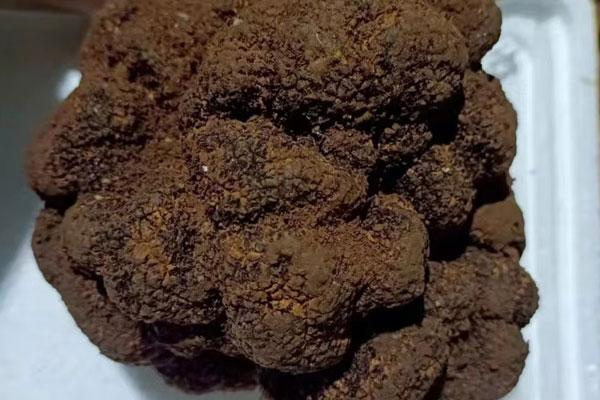 云杉樹下有松露嗎，普通的松樹林有松露嗎