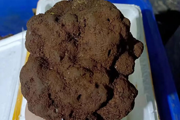 有松露的地方有什么特征，松露的形態(tài)特征