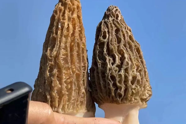 羊肚菌怎么炒好吃，羊肚菌需要焯水嗎