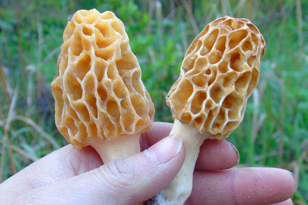 羊肚菌是活血的嗎，手術(shù)后能吃羊肚菌嗎