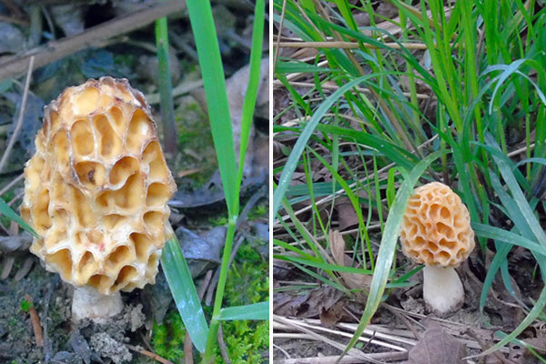 膽結(jié)石手術(shù)后可以吃羊肚菌嗎，腎切除后可以吃羊肚菌嗎