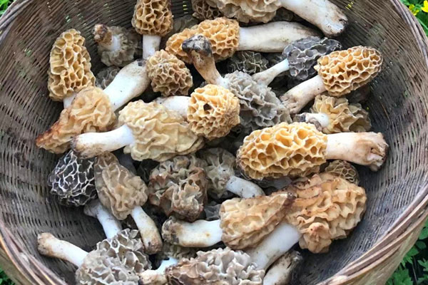 甲狀腺術(shù)后可以吃羊肚菌嗎，痔瘡手術(shù)后可以吃羊肚菌嗎