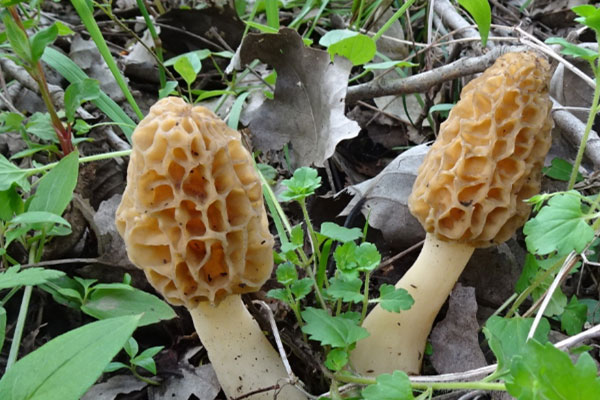 羊肚菌多少歲以下兒童不能吃，羊肚菌屬于高嘌呤食物嗎