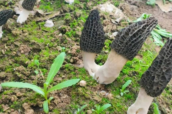 羊肚菌腳柄和頭的區(qū)別，羊肚菌有柄好還是無柄好