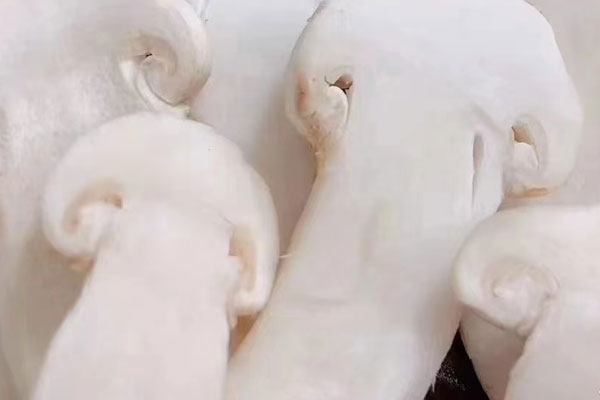 松茸培根卷的營養(yǎng)價值 松茸培根卷的營養(yǎng)價值