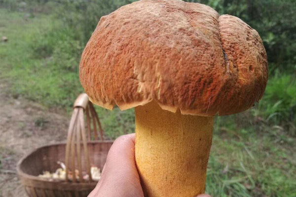 鮮牛肝菌燜清遠雞的食用禁忌 鮮牛肝菌燜清遠雞的食用禁忌