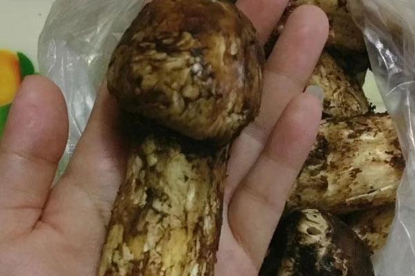 松茸背面是不是灰色 松茸背面是不是灰色