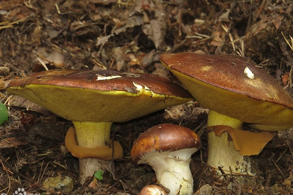 褐環(huán)乳牛肝菌的生長環(huán)境 褐環(huán)乳牛肝菌的生長環(huán)境