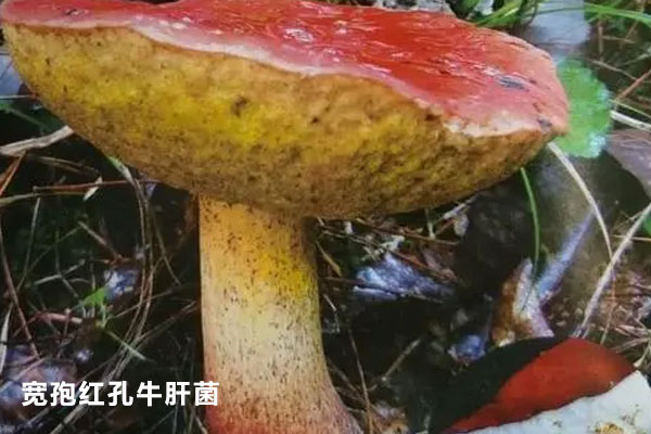 吃了會(huì)出現(xiàn)神經(jīng)精神性中毒的牛肝菌類 吃了會(huì)出現(xiàn)神經(jīng)精神性中毒的牛肝菌類