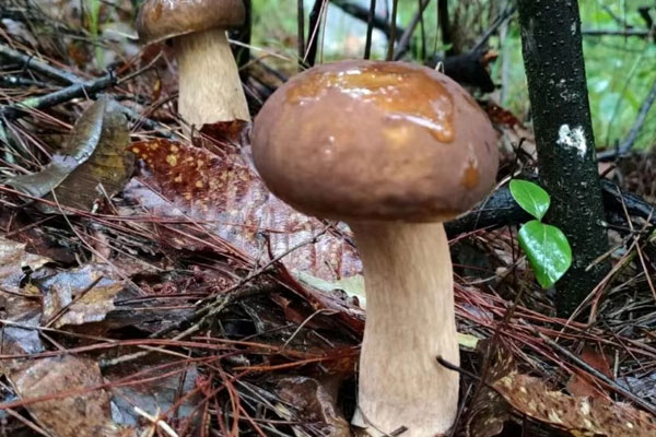 牛肝菌金針菇燜飯?jiān)趺醋龊贸? /></div>
<h2>
一、牛肝菌金針菇燜飯?jiān)趺醋龊贸?/h2>
<div>
食材準(zhǔn)備:新鮮牛肝菌、金針菇、瘦肉、蔥花、油、鹽、醬油、淀粉、蒜、米、香油</div>
<h3>
做法步驟:</h3>
<div>
1、新鮮牛肝菌用刀去掉底部的泥土,用水沖洗干凈,用廚房紙巾擦干,切薄片;金針菇洗干凈,切小段;蔥切碎;瘦肉切薄片,加入適量鹽、油、醬油、淀粉攪拌均勻,腌制10分鐘;</div>
<div>
</div>
<div>
2、鍋里放一點(diǎn)點(diǎn)油,不需要太多,潤(rùn)下鍋就可以,蒜下鍋爆香,下瘦肉翻炒幾下,放入牛肝菌、金針菇翻炒均勻,加入適量生抽,一點(diǎn)鹽調(diào)味;</div>
<div>
</div>
<div>
3、事先浸泡半小時(shí)的大米,放進(jìn)電飯煲里煮飯,在水里滴幾滴香油,做出的飯?zhí)貏e香,等到電飯煲里的水煮到看不見的時(shí)候,把炒好的料倒進(jìn)去,蓋上蓋子繼續(xù)煮,直到煮飯鍵彈起后,放入蔥花,繼續(xù)保溫15分鐘,用鏟子將菜飯攪拌均勻即可。<br />
<br />
<img alt= 牛肝菌金針菇燜飯?jiān)趺醋龊贸? src=
