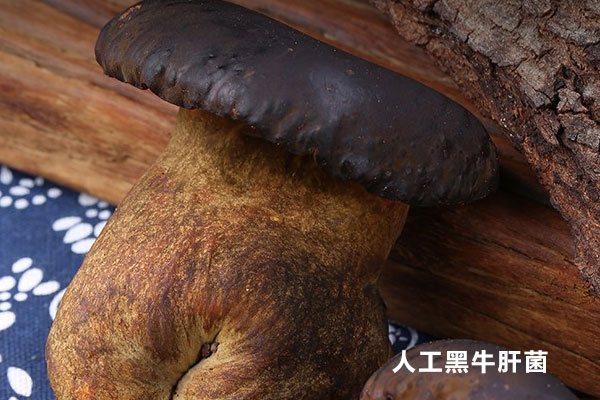 牛肝菌可以人工種植嗎，烤牛肝菌多久才熟