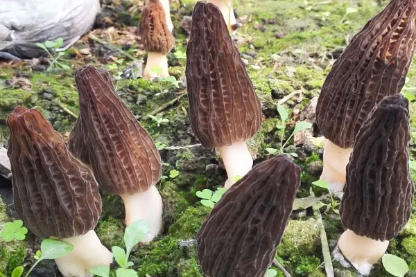 六妹羊肚菌的特征，羊肚菌怎么判斷菌絲什么樣的