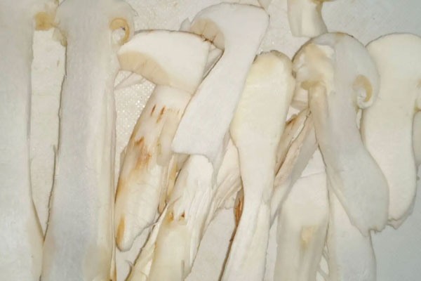 松茸瘦肉炒黃瓜的禁忌人群 松茸瘦肉炒黃瓜的禁忌人群