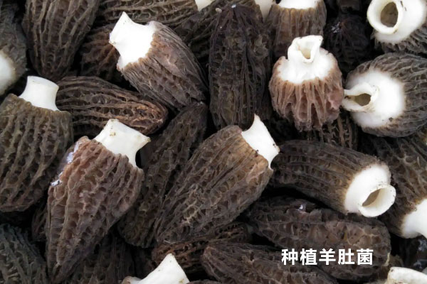 羊肚菌怎么分辨野生和養(yǎng)殖，羊肚菌種植是騙局嗎
