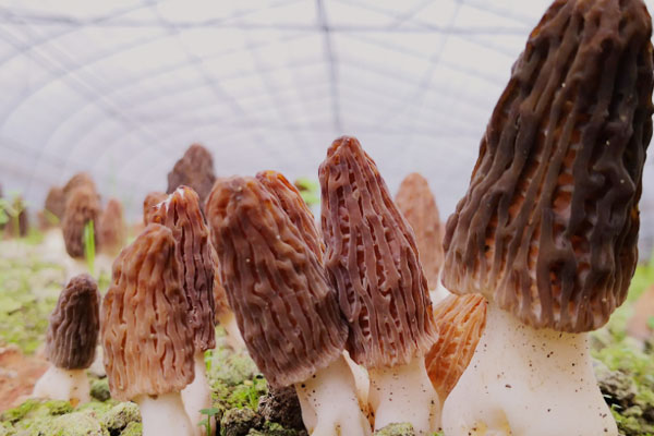羊肚菌好種嗎，種植羊肚菌的品種有哪些