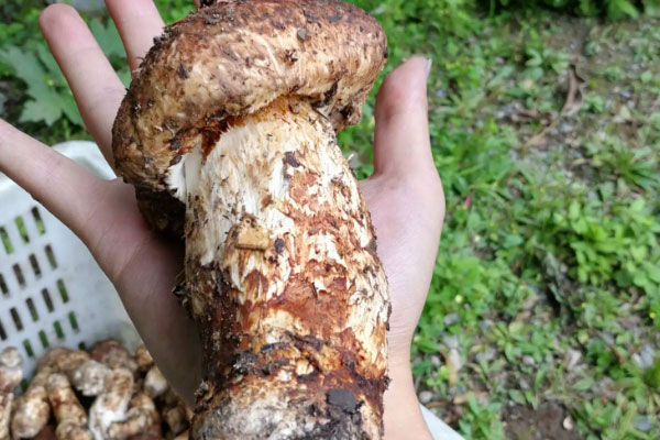 松茸元貝桂圓湯的食用禁忌 松茸元貝桂圓湯的食用禁忌