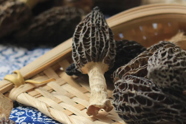 羊肚菌娃娃菜炒木耳的營(yíng)養(yǎng)價(jià)值 羊肚菌娃娃菜炒木耳的營(yíng)養(yǎng)價(jià)值