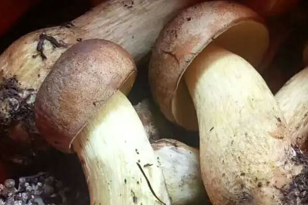 痛經(jīng)可以吃牛肝菌嗎，發(fā)燒能吃牛肝菌嗎