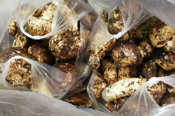 松茸雞湯臊子粉的食用禁忌 松茸雞湯臊子粉的食用禁忌