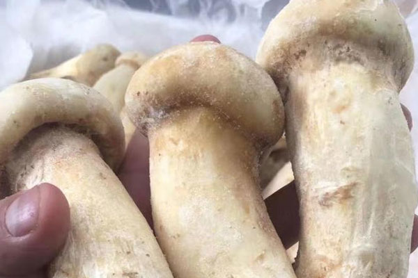 松茸石斛烏雞湯的功效作用 松茸石斛烏雞湯的功效作用