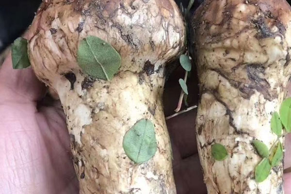 松茸炒不熟會(huì)不會(huì)中毒，松茸屬于食用菌嗎