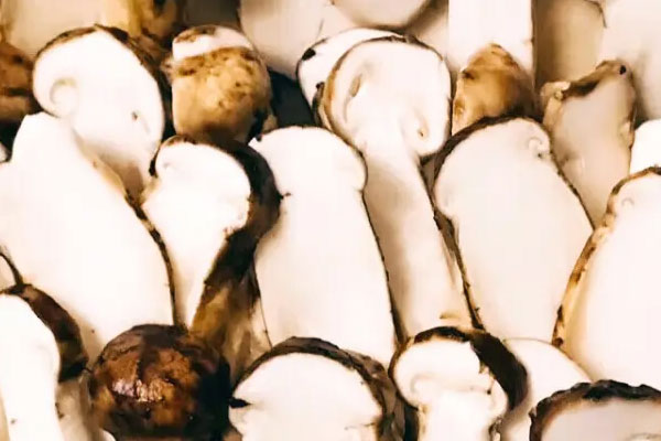 松茸好吃嗎，松茸為什么苦