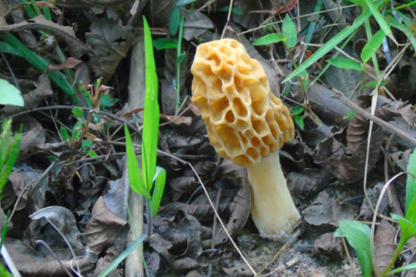 羊肚菌放冷藏室可以保存多久時(shí)間，干羊肚菌可以放冷藏嗎