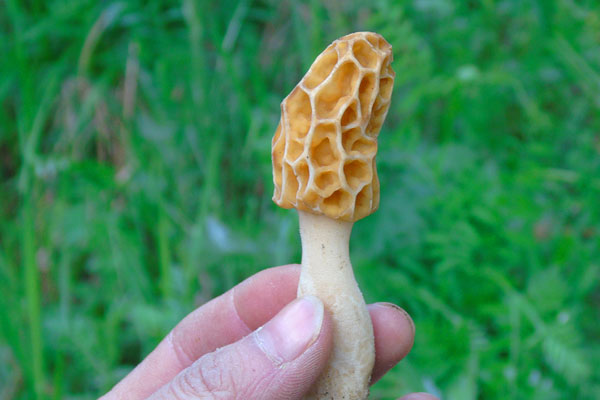 羊肚菌什么味道，羊肚菌苦不苦