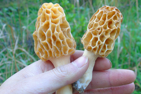 吃羊肚菌對(duì)身體的好處 吃羊肚菌對(duì)身體的好處