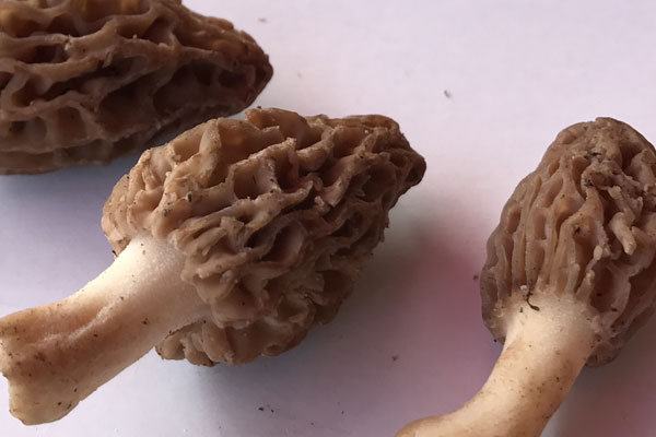 羊肚菌怎么處理不會中毒，羊肚菌可以煮什么粥