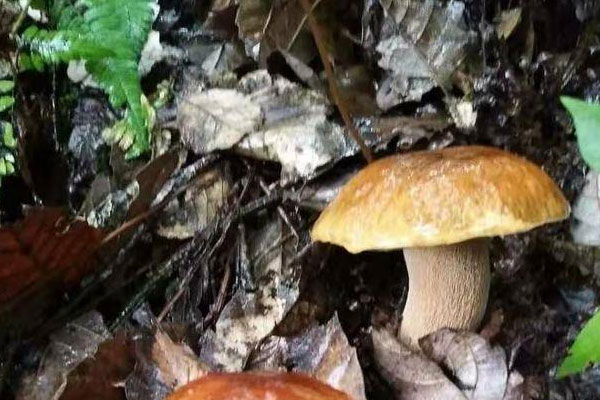喉嚨發(fā)炎可以吃牛肝菌嗎，黃牛肝菌是熱性還是涼性