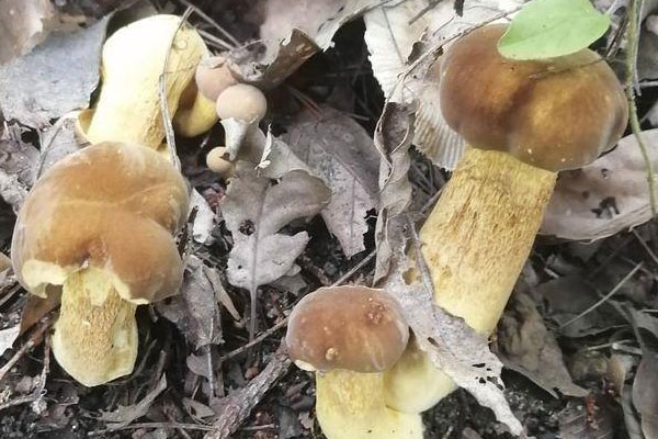 牛肝菌中間軟了能吃嗎，牛肝菌沒熟可以吃嗎