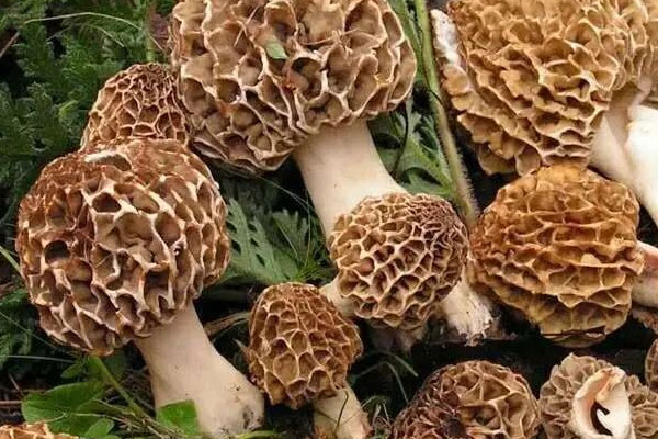 高中生可以吃羊肚菌嗎，羊肚菌是碳水化合物嗎